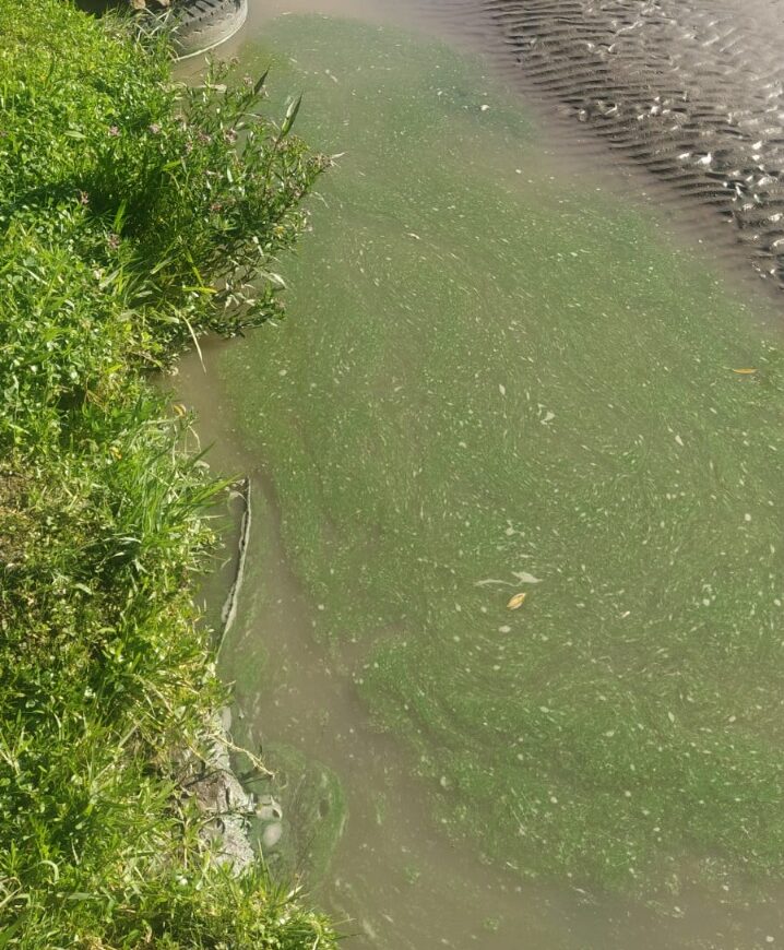 10 municipios mantienen bandera sanitaria por cianobacterias en la Provincia de Buenos Aires